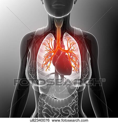 Female heart, illustration View Large Photo Image Stock Photograph - Female heart, illustration. Fotosearch