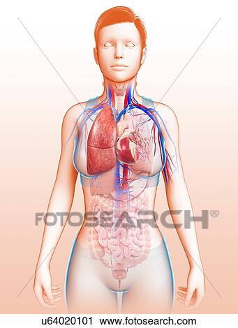 Female heart-lung system, illustration View Large Photo Image Stock Image - Female heart-lung system, illustration. Fotosearch