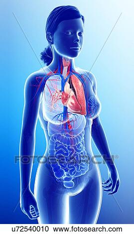 Stock Image - Female heart-lung system, illustration. Fotosearch