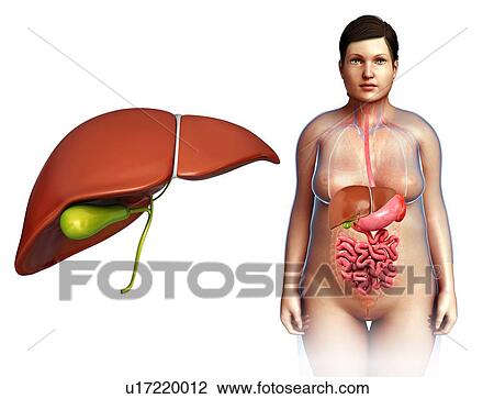 Stock Image - Female liver anatomy, illustration. Fotosearch