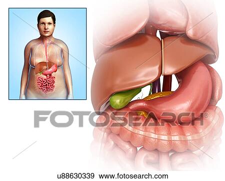 Stock Photo - Female liver and stomach anatomy, illustration. Fotosearch