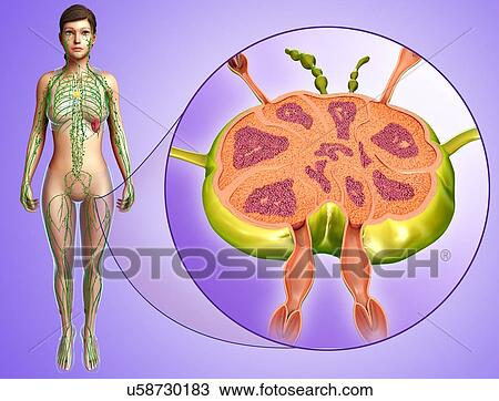 Stock Image - Female lymph node structure, illustration. Fotosearch