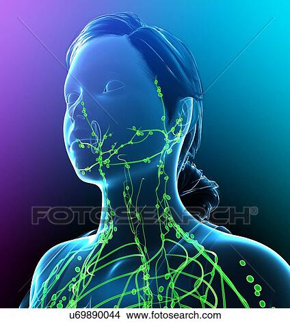 Picture - Female lymphatic system, illustration. Fotosearch