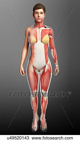 Female musculature, illustration View Large Photo Image Stock Image - Female musculature, illustration. Fotosearch
