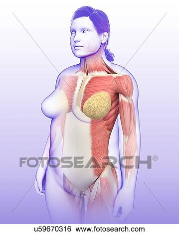 Stock Photograph - Female musculature, illustration. Fotosearch