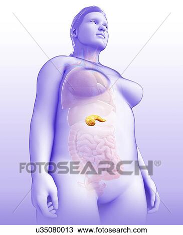 Stock Image - Female pancreas, illustration. Fotosearch