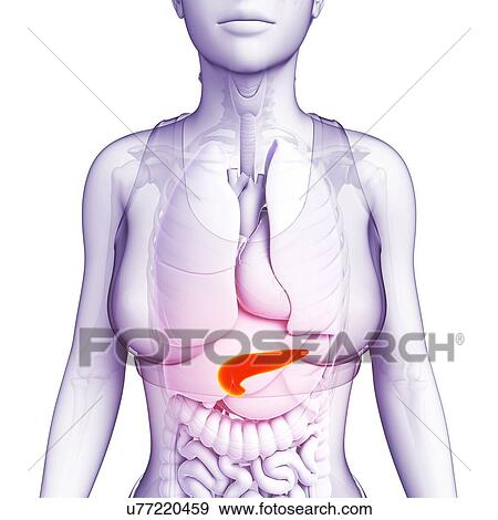 Female pancreas, illustration View Large Photo Image Stock Photo - Female pancreas, illustration. Fotosearch