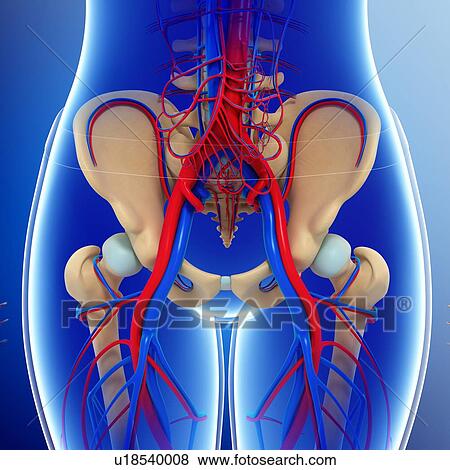 Stock Photo - Female pelvic blood vessels, illustration. Fotosearch