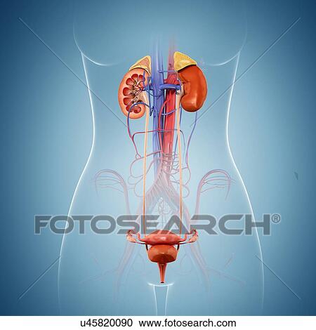 Stock Image - Female reproductive system, illustration. Fotosearch