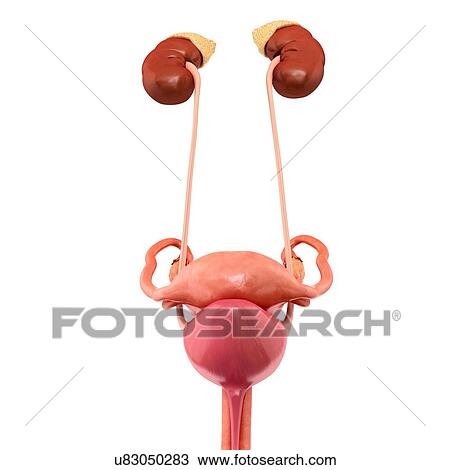 Female reproductive system, illustration View Large Photo Image Stock Image - Female reproductive system, illustration. Fotosearch