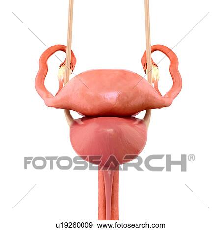 Female reproductive system, illustration View Large Photo Image Stock Photo - Female reproductive system, illustration. Fotosearch