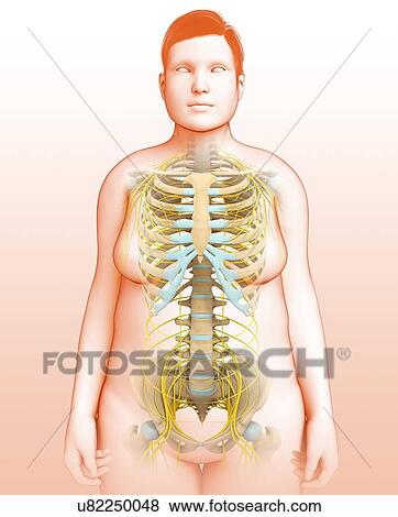 Female skeletal and nervous systems, illustration View Large Photo Image Stock Photo - Female skeletal and nervous systems, illustration. Fotosearch