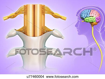 Female spinal cord and brain regions, illustration View Large Photo Image Picture - Female spinal cord and brain regions, illustration. Fotosearch