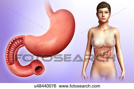 Female stomach and duodenum, illustration View Large Photo Image Stock Photograph - Female stomach and duodenum, illustration. Fotosearch