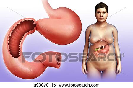 Stock Photography - Female stomach and duodenum, illustration. Fotosearch