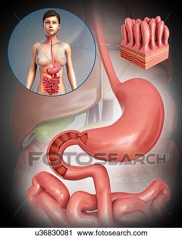 Female stomach and intestinal villi, illustration View Large Photo Image Stock Image - Female stomach and intestinal villi, illustration. Fotosearch