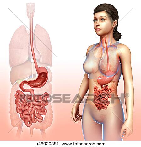 Female stomach and intestines, illustration View Large Photo Image Stock Image - Female stomach and intestines, illustration. Fotosearch