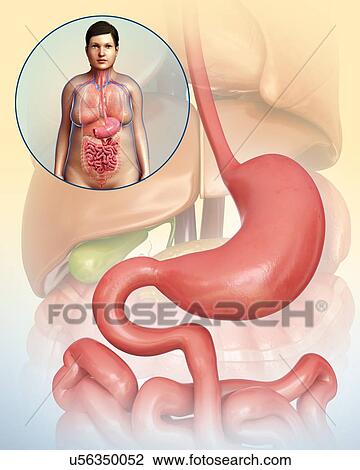 Female stomach, illustration View Large Photo Image Stock Image - Female stomach, illustration. Fotosearch