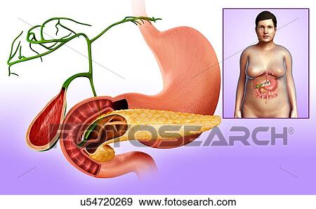 Stock Photo - Gallbladder, duodenum and pancreas, illustration. Fotosearch