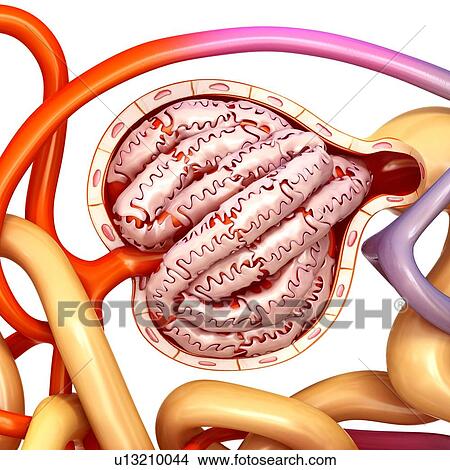 Glomerulus structure in a kidney, illustration View Large Photo Image Picture - Glomerulus structure in a kidney, illustration. Fotosearch