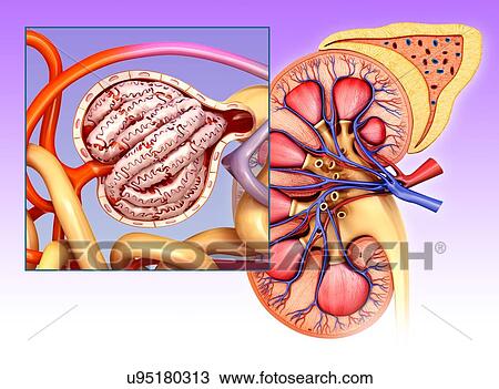 Glomerulus structure in a kidney, illustration View Large Photo Image Stock Image - Glomerulus structure in a kidney, illustration. Fotosearch