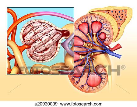 Stock Photo - Glomerulus structure in a kidney, illustration. Fotosearch