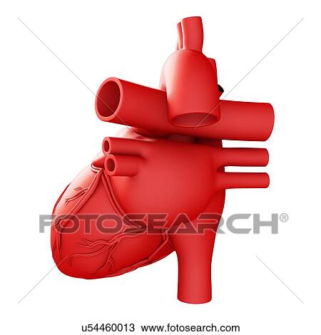 Stock Image - Heart anatomy and blood vessels, illustration. Fotosearch