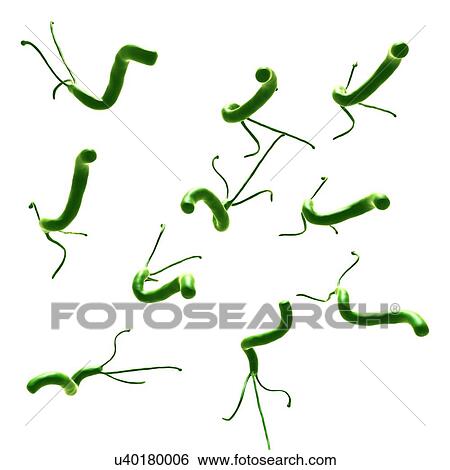 Helicobacter pylori bacteria, illustration View Large Photo Image Stock Photograph - Helicobacter pylori bacteria, illustration. Fotosearch