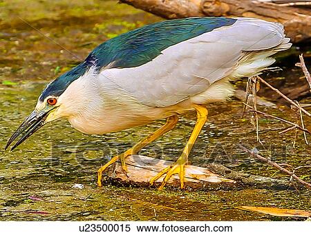 Stock Photography - Heron. Fotosearch