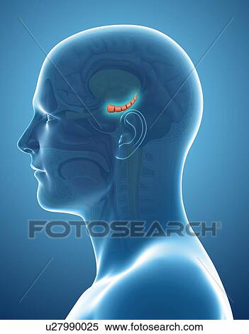 Hippocampus in the brain, illustration View Large Photo Image Stock Photography - Hippocampus in the brain, illustration. Fotosearch