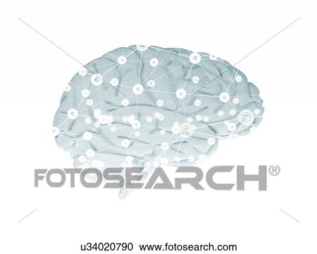 Stock Image - Human brain. Fotosearch