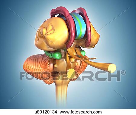 Picture - Human brain structures, illustration. Fotosearch