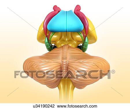 Human brain structures, illustration View Large Photo Image Stock Image - Human brain structures, illustration. Fotosearch