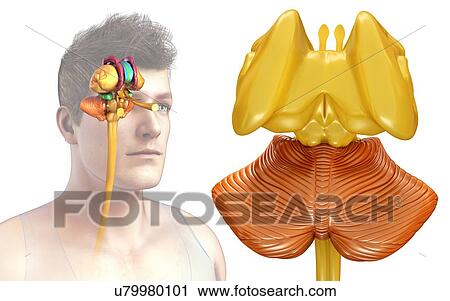 Human brain structures, illustration View Large Photo Image Stock Image - Human brain structures, illustration. Fotosearch