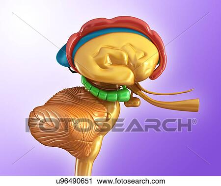 Human brain structures, illustration View Large Photo Image Stock Image - Human brain structures, illustration. Fotosearch