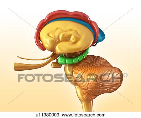 Stock Photo - Human brain structures, illustration. Fotosearch