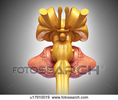 Human brain structures, illustration View Large Photo Image Stock Photo - Human brain structures, illustration. Fotosearch