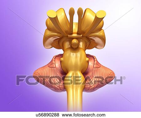 Stock Photo - Human brain structures, illustration. Fotosearch
