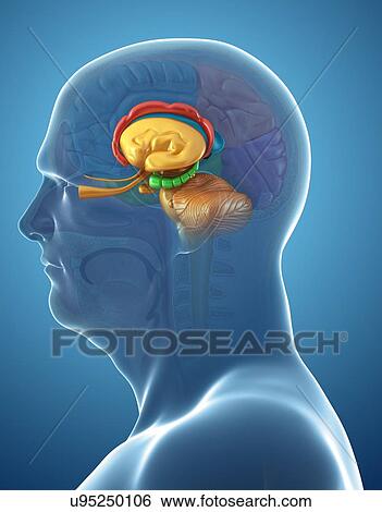 Human brain structures, illustration View Large Photo Image Stock Photograph - Human brain structures, illustration. Fotosearch