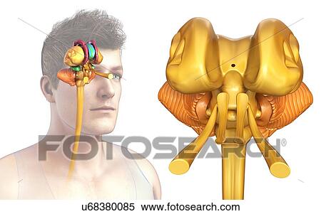 Stock Photography - Human brain structures, illustration. Fotosearch