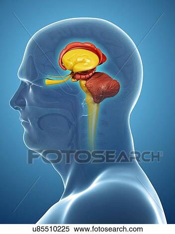 Stock Photography - Human brain structures, illustration. Fotosearch