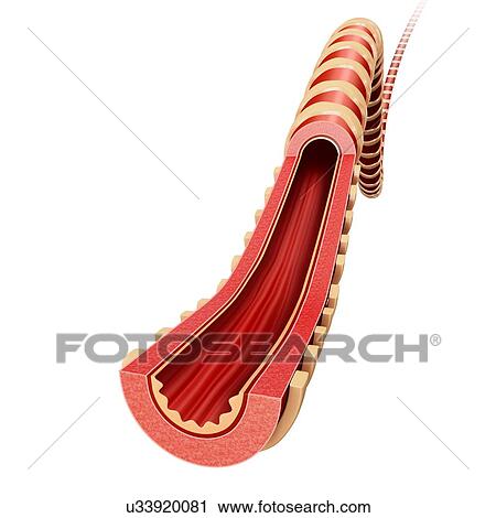 Human bronchus, illustration View Large Photo Image Stock Image - Human bronchus, illustration. Fotosearch
