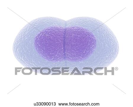 Human egg cell division View Large Photo Image Stock Image - Human egg cell division. Fotosearch