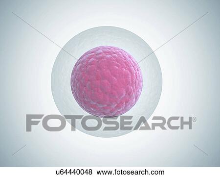 Stock Photo - human embryo cell illustration. Fotosearch