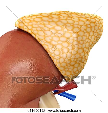 Stock Image - Human kidney and adrenal gland, illustration. Fotosearch