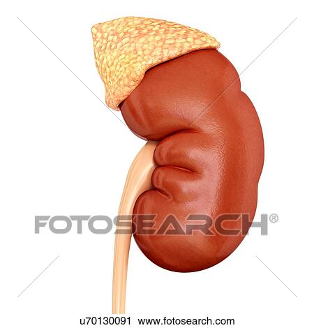 Stock Image - Human kidney and adrenal gland, illustration. Fotosearch