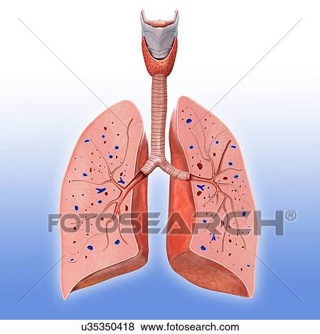 Stock Photo - Human lung anatomy, illustration. Fotosearch