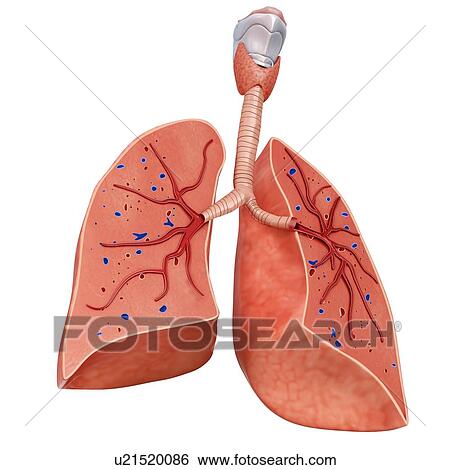 Stock Photograph - Human lung anatomy, illustration. Fotosearch
