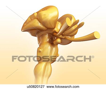 Stock Photo - Human midbrain with spinal cord, illustration. Fotosearch