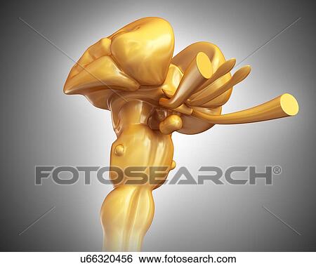 Stock Photograph - Human midbrain with spinal cord, illustration. Fotosearch